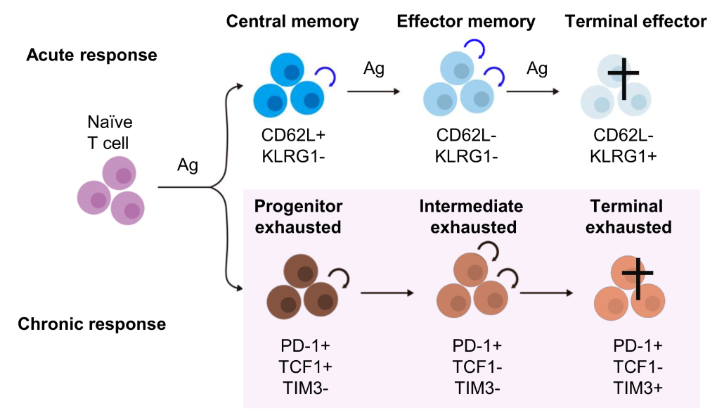 Stemness and maintenance of T cell responses